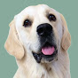 Leo the Cream Golden Retriever logo