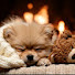 sF2On4oT2MY-channel-avatar-Relaxing Music Dog