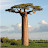 @Le-Baobab