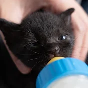 ゆるねこ3匹日記