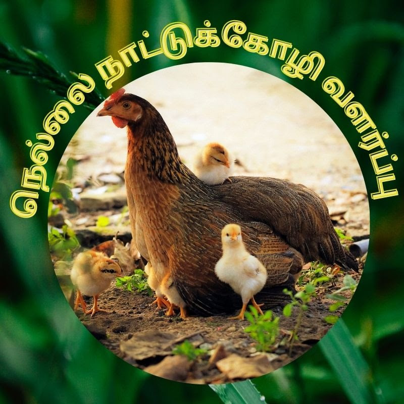நெல்லை நாட்டு கோழி வளர்ப்பு Logo