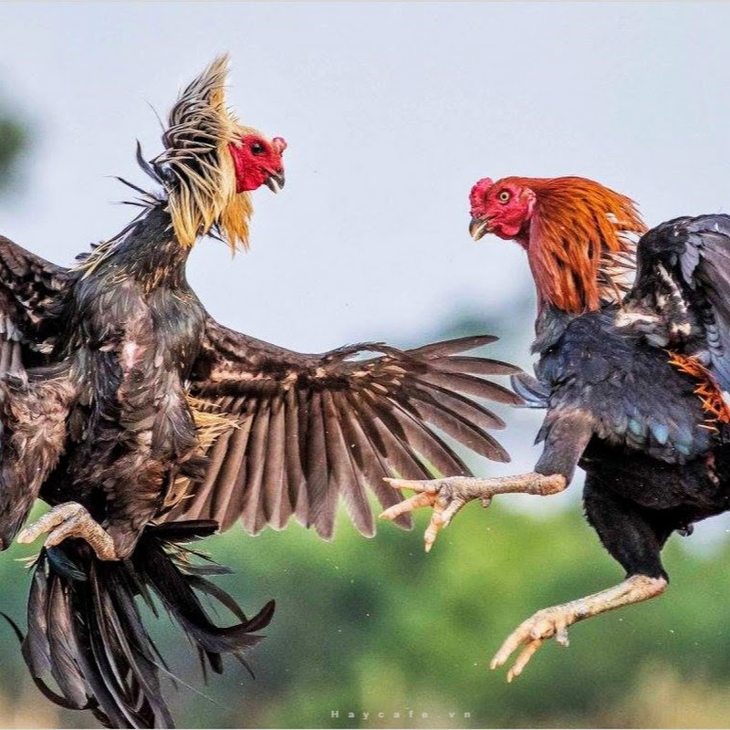 Trực Tiếp Đá Gà CPC