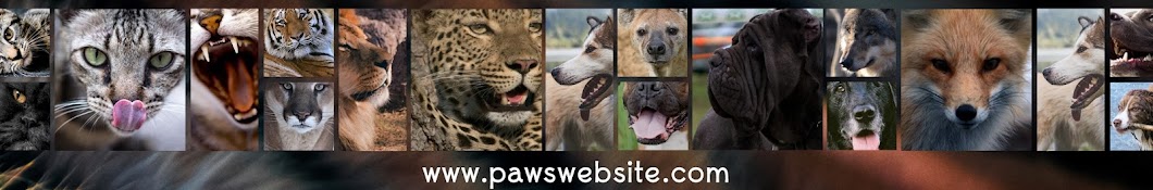 Paws Channel YouTube channel avatar