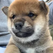 柴犬とん