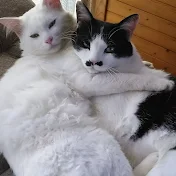 ちょび髭猫ニニ