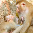 RejXogVWB5o-channel-avatar-Wild​​​ Monkey Family 