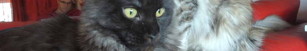 BlackSalt Maine Coon Cats Avatar channel YouTube 