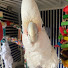 ClEFiZypshE-channel-avatar-Turkey the Goffin Cockatoo