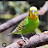 Mahi Parrot Diaries 