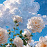 ohNI4uqBhlE-channel-avatar-爪尺๛ALI