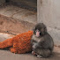 -hVGlN511z8-channel-avatar-Panchi & Animals JP