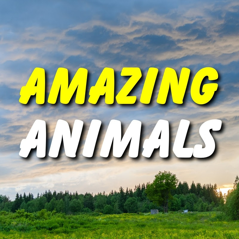 Amazing Animals