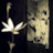 @shefelllikephotographs