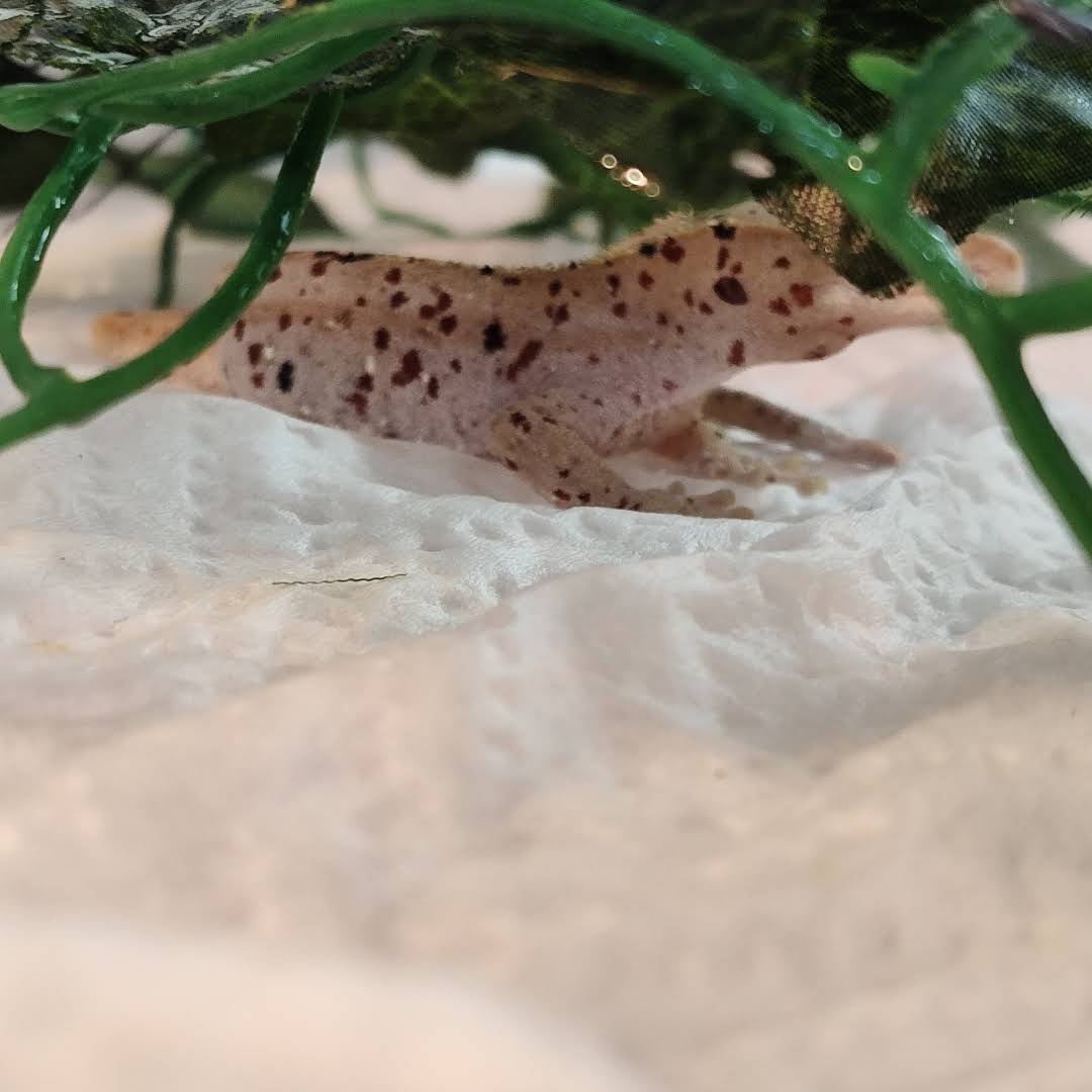 Post from Dakotah Blue Exotics