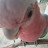 @Will_au Avatar