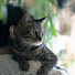 -mHkNHuGUA8-channel-avatar-ねことわたしの暮らし　