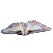 Euryspirifer pellicoi
