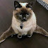 0xTU815ZbXQ-channel-avatar-Pet VN