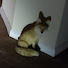 zBKwwMIBNa8-channel-avatar-FoxPawPaws