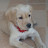 @puppy573 Avatar