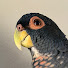 0MCIq2DuO3Y-channel-avatar-The Adventures of Bonzai the Bronze Wing Parrot