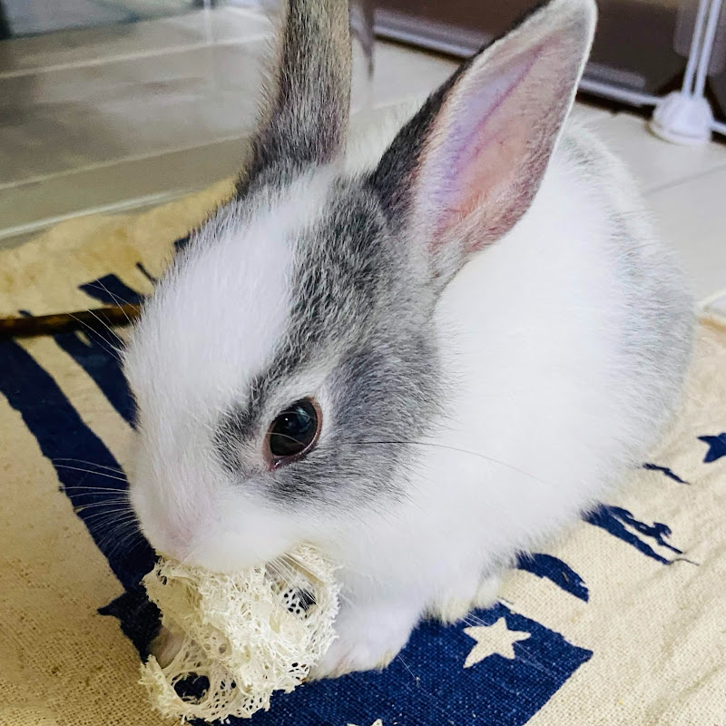 塩ウサギch🧂🐰
