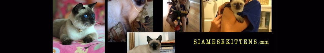 Siamese Kittens TV Avatar canale YouTube 