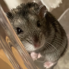 ハムスターのるな坊アイコン画像