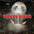 23KMO731dgU-channel-avatar-Pardeador