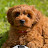 @CockapooChoco Avatar