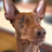 @Jolomonagir Avatar