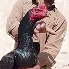  Al haq aseel murge 