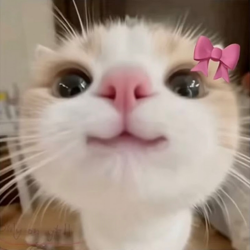 ★КОТЯ МОТЯ★