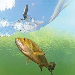 S.o.W. Bass