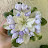 Chiwawa Flowers