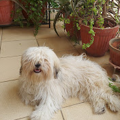 Lhasa Apso