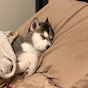 Хаски Ni Image Thumbnail