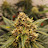 @jimmyanderson420