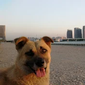 Stray Dog Girl