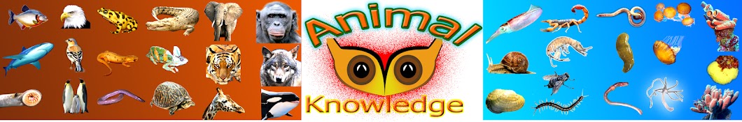 Animal World DuDu Avatar channel YouTube 
