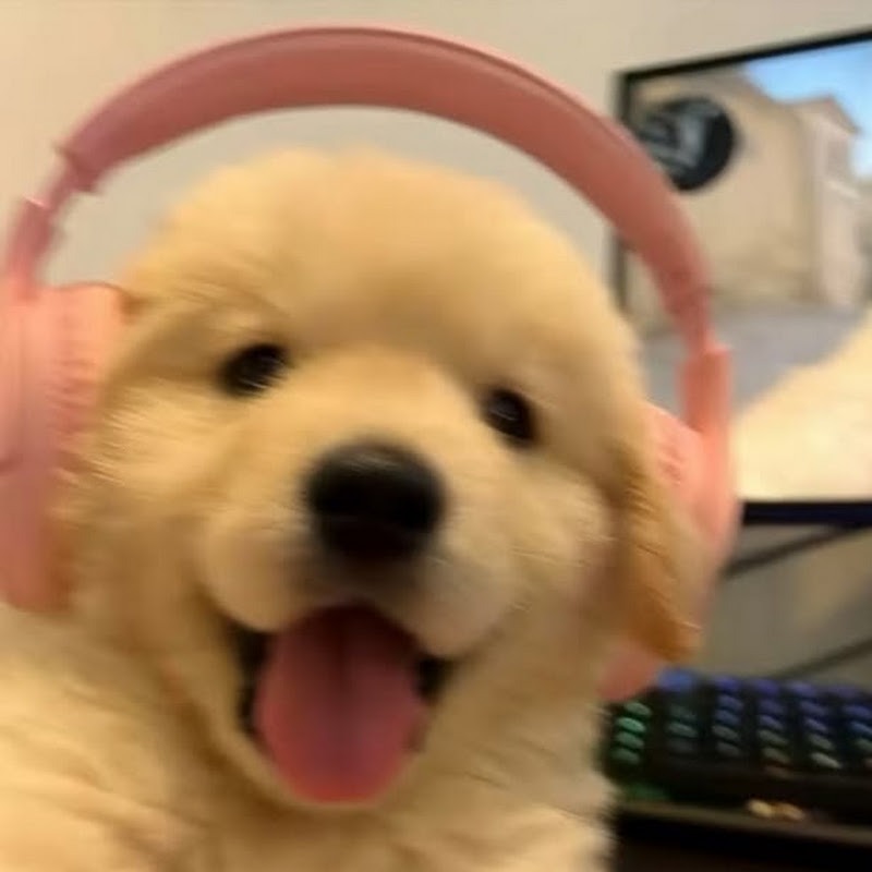 온키위