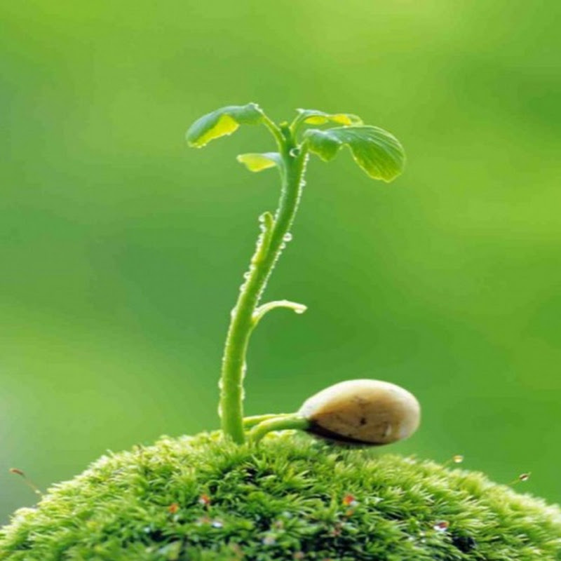 Happiness Garden Logo