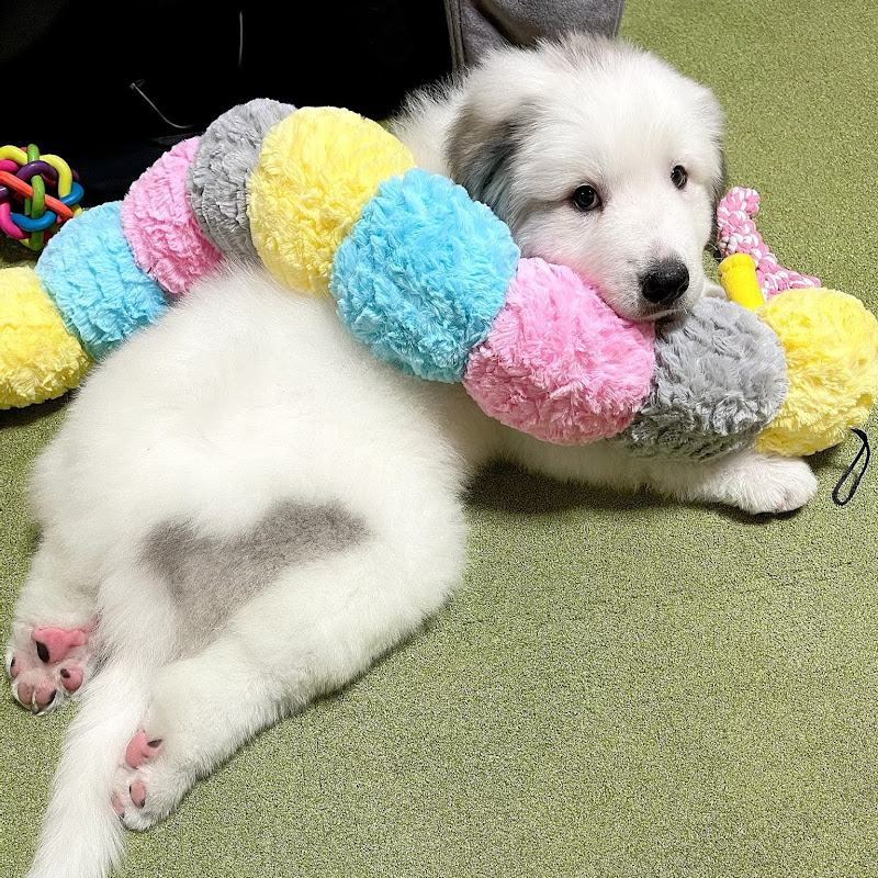 ドレミの歌グレートピレニーズのサムネイル