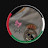 @نينو_يسطا