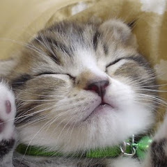 モコ猫
