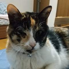 [原付]  [スクーター]  俺級チャンネル  [ ねこ ]   アイコン画像