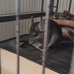 Chinchilla Sports