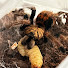 jIbRR3fl0Og-channel-avatar-Tracey’s Tarantulas 