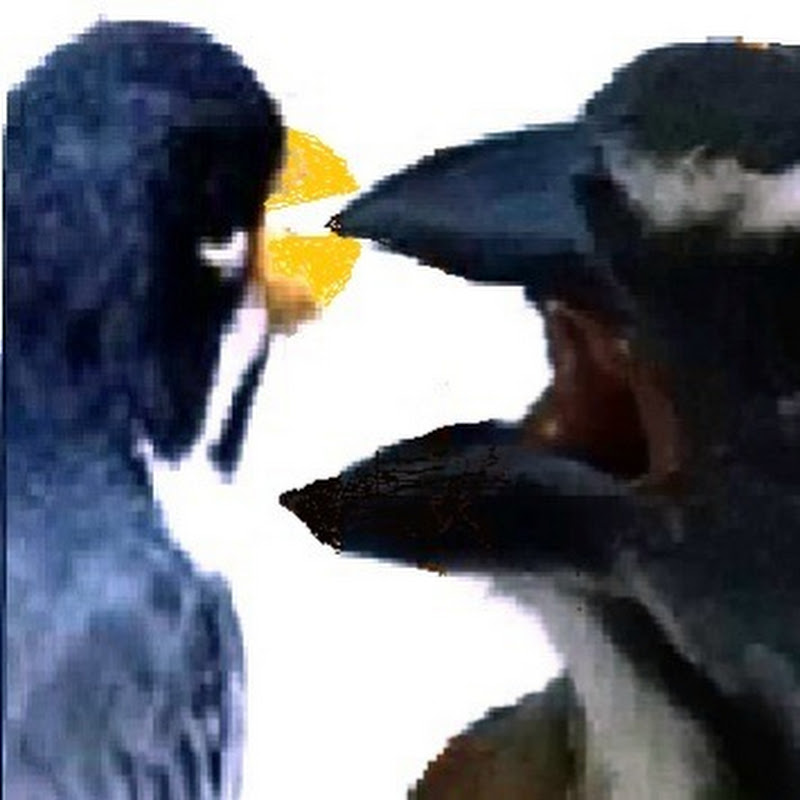 Canal Dos Passaros Canoros Oficial Jota Mattos