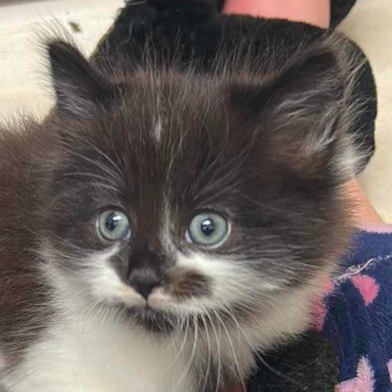 CatSpaff